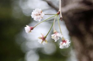 Los cerezos de Japón florecen por sorpresa en pleno otoño (fotos)