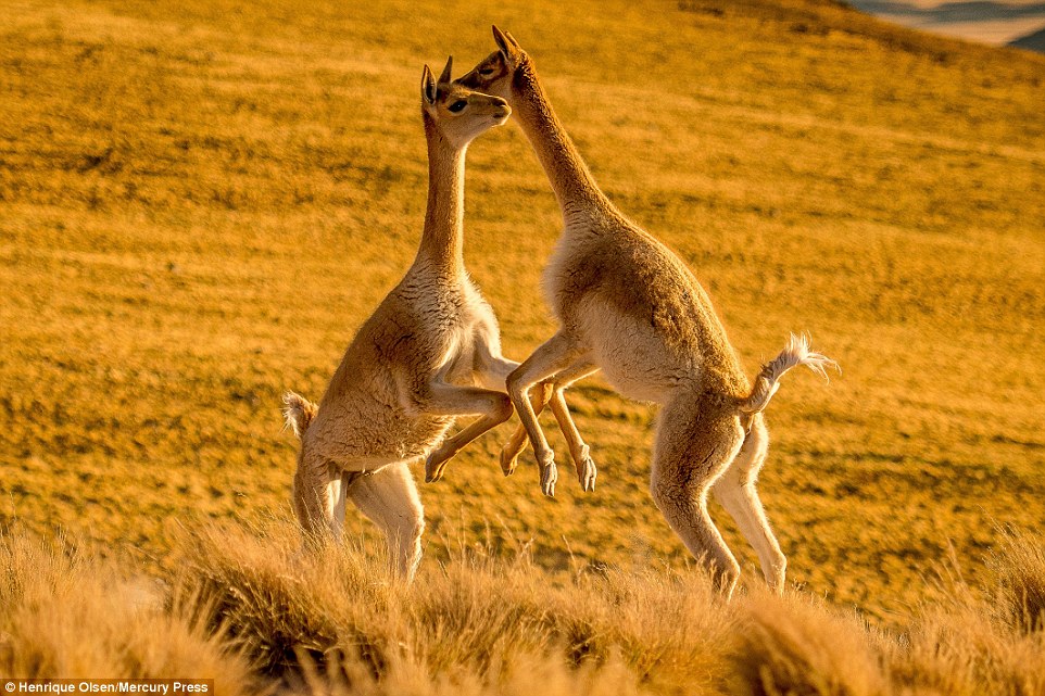 ¡Aaaww! Estas llamas estaban enojadas pero resolvieron sus diferencias con un tierno abrazo (Fotos)