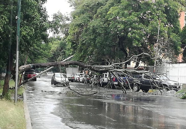 Árbol caído dejó sin luz la zona este de Barquisimeto #9Nov (Fotos)