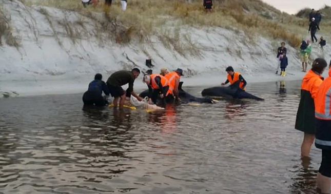 Rescatan a seis ballenas varadas en Nueva Zelanda