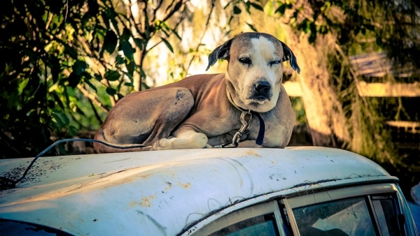 ¡Insólito! Mujer guardó 44 cadáveres de perros en su nevera durante siete años (Fotos)