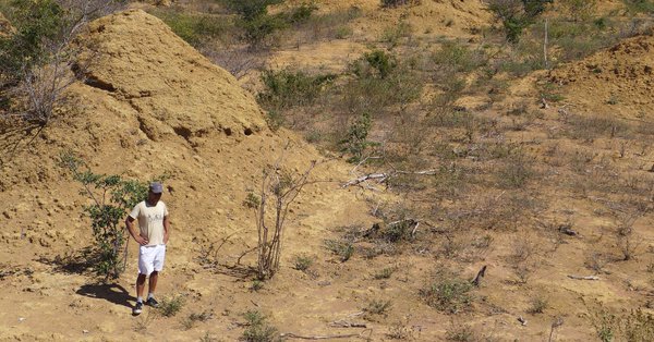 Termitas en Brasil construyen ciudad subterránea del tamaño de Gran Bretaña