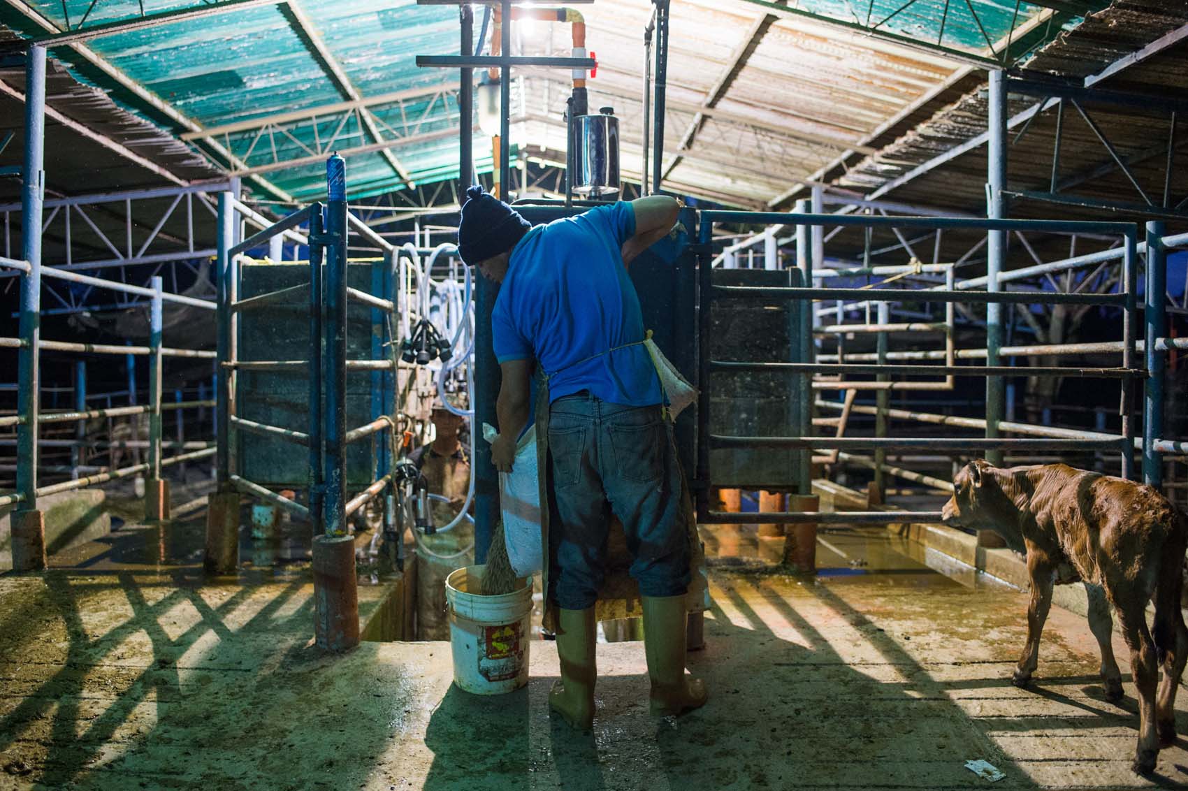 Presidente de Asogata denuncia pérdida de 100 mil litros de leche por apagón