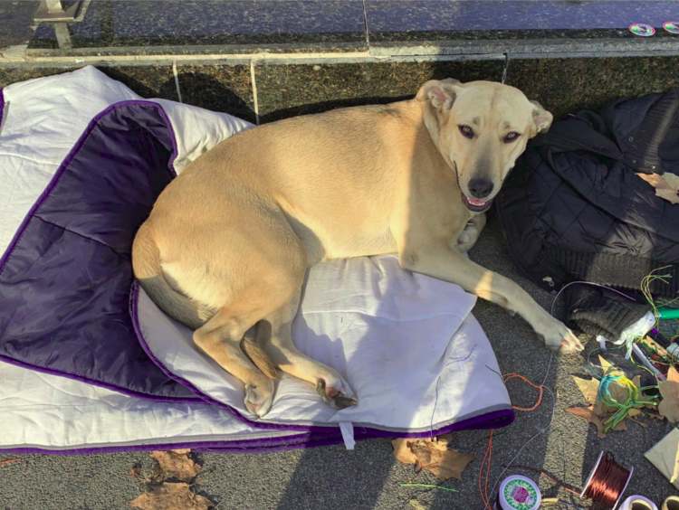 Muerte de perrita a manos de la Guardia Urbana causa indignación en España (Video)