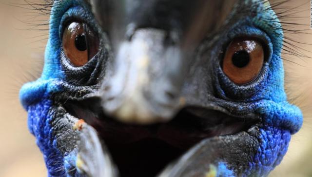 Un pájaro gigante mató a su dueño en Florida