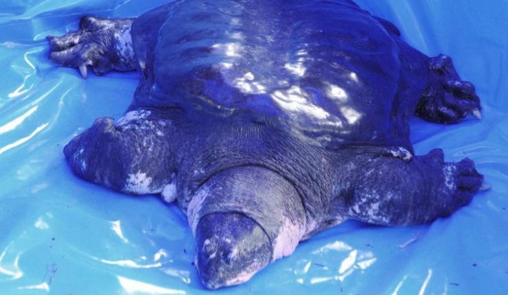 Murió la última tortuga hembra de caparazón blanda