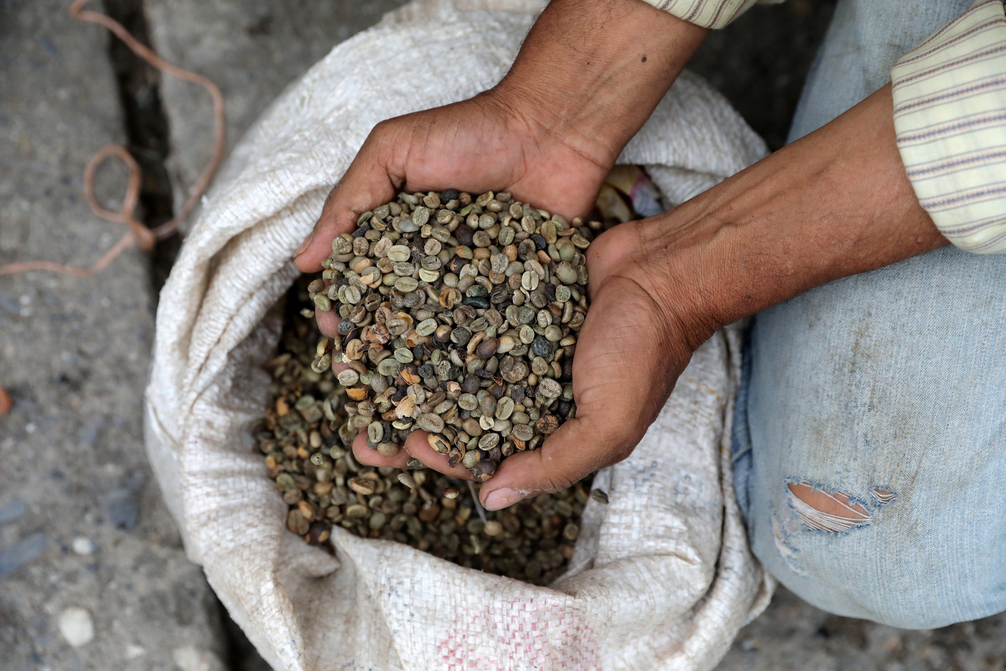 El café, enormemente afectado por cambio climático (Video)