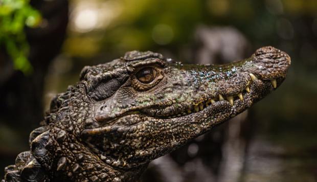 Rescatan a miles de reptiles destinados a terminar como carteras de mano