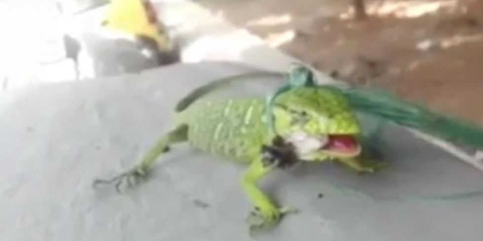 ¡Indignante! Jóvenes amarraron un camaleón y lo obligaron a fumar marihuana (VIDEO)
