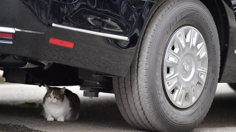 El gato de Theresa May vulneró la seguridad de Donald Trump y se escondió en un lugar prohibido