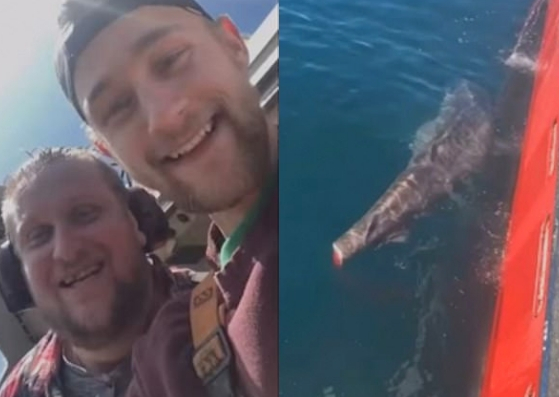 ¡Cruel! Se filman cortando la cola de un tiburón en el mar y le desean “Buena suerte tratando de nadar” (Imágenes sensibles)