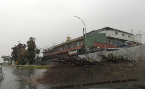 Caída de un árbol imposibilita el paso en los Ruices 