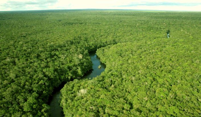 Amazonia perdió seis mil metros cuadrados por minuto en junio