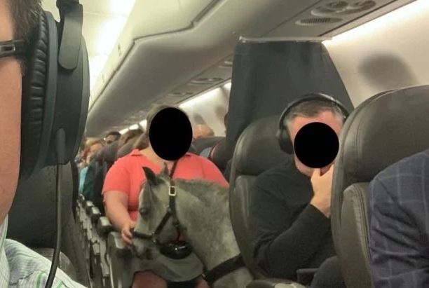 ¡QUÉ LOCO! Un travieso ponny viajó en un vuelo comercial desde Chicago (FOTOS)