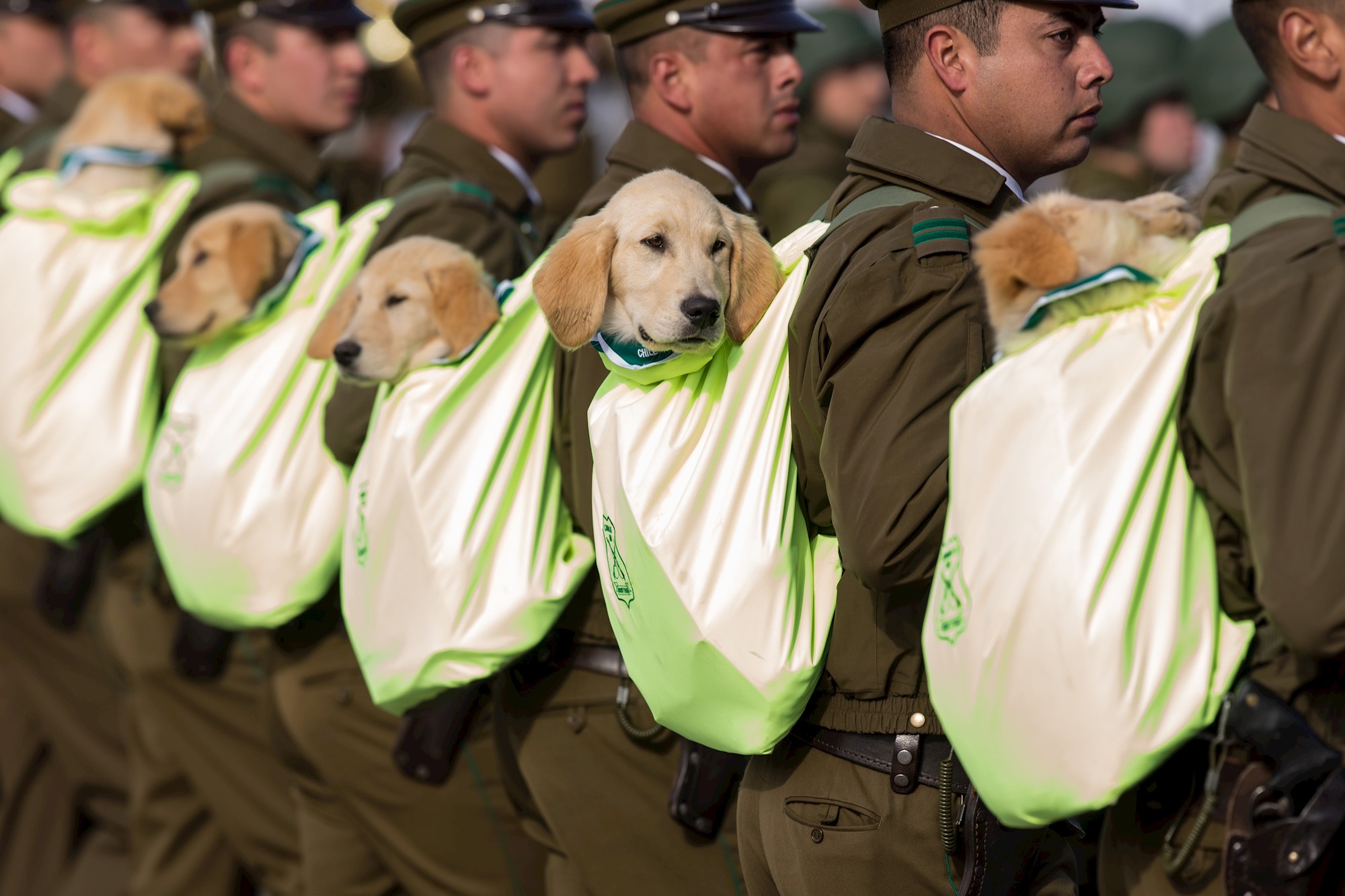 El desfile de Brigada Canina en las Fiestas Patrias de Chile te arrugará el corazón (VIDEO)