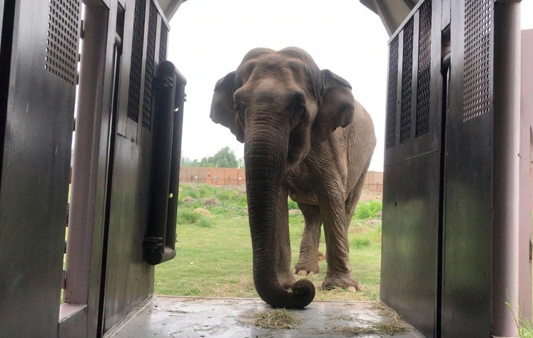 Ramba, la elefanta maltratada en un circo de Chile, será liberada en un santuario de Brasil