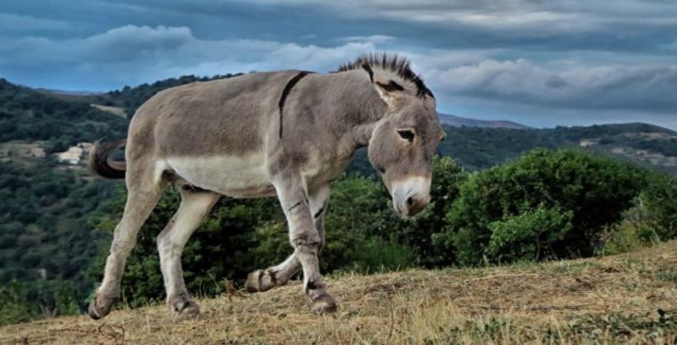 Ofrecen un burro a Greta Thunberg para que acuda a la Cumbre del Clima en Madrid (Video)