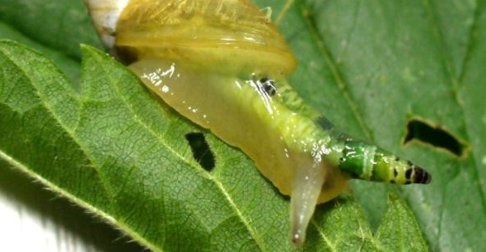 Conoce la escalofriante historia detrás del caracol de colores (Video)