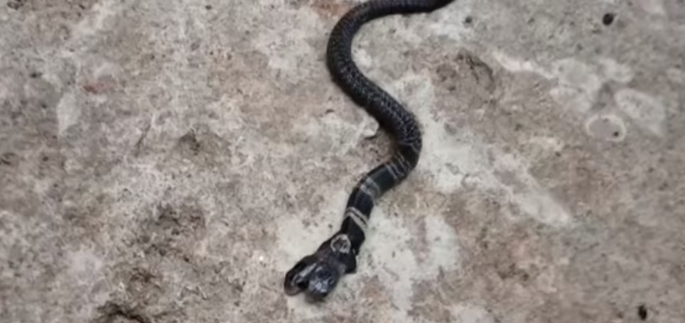 En video: Aldeanos encuentran una cobra de dos cabezas en la India