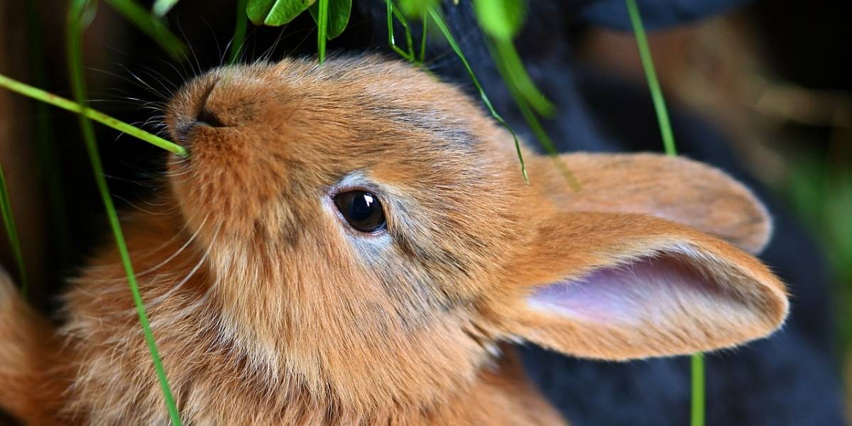 Denuncian que venden clandestinamente crías de conejos en boulevard de Sabana Grande (Fotos)