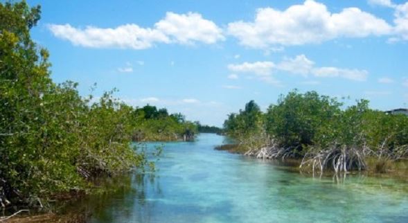 Al menos diez felinos salvajes andan sueltos en las afueras de Cancún