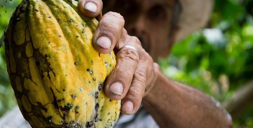 El cacao genera seis veces más ingresos por hectárea que el ganado