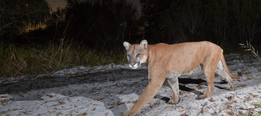 Se informa la primera muerte de pantera de Florida en 2020