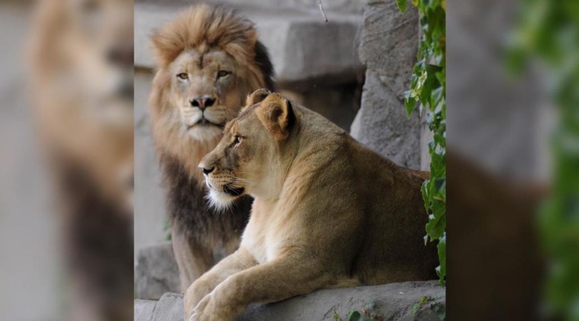 Conmoción por el suicidio de una leona: Se tiró a un foso luego de que su pareja fuera sacrificada