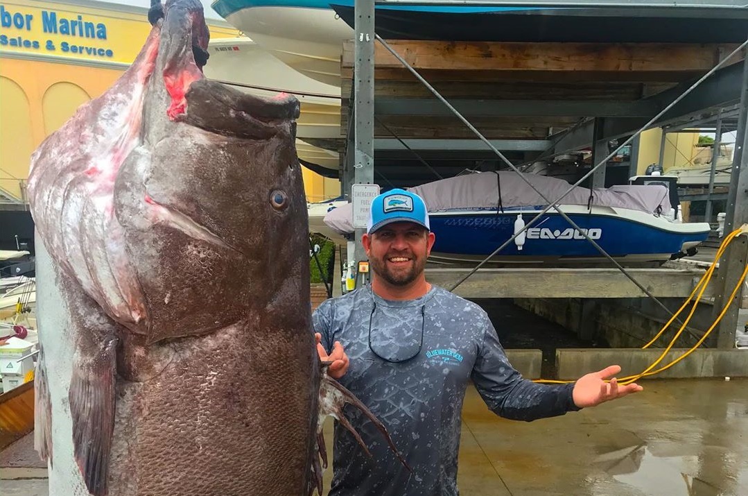 Capturan un mero con 50 años y de casi 160 kilos