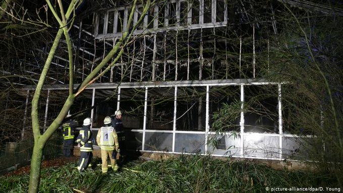 Decenas de monos mueren en un incendio ocurrido en un zoológico de Alemania