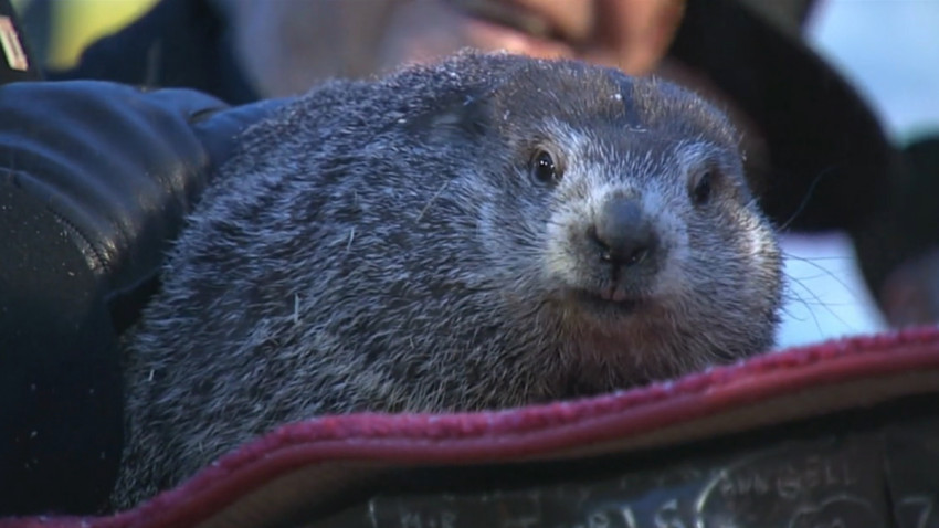 Pennsylvania Groundhog declara principios de la primavera