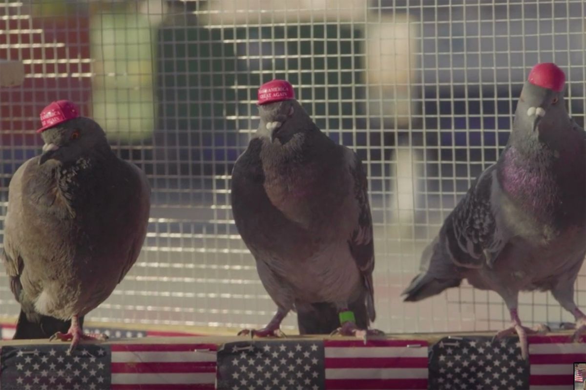 Palomas con sombreros vistas en un extraño truco de Las Vegas