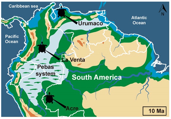 La tortuga más grande que haya existido vivió en Venezuela