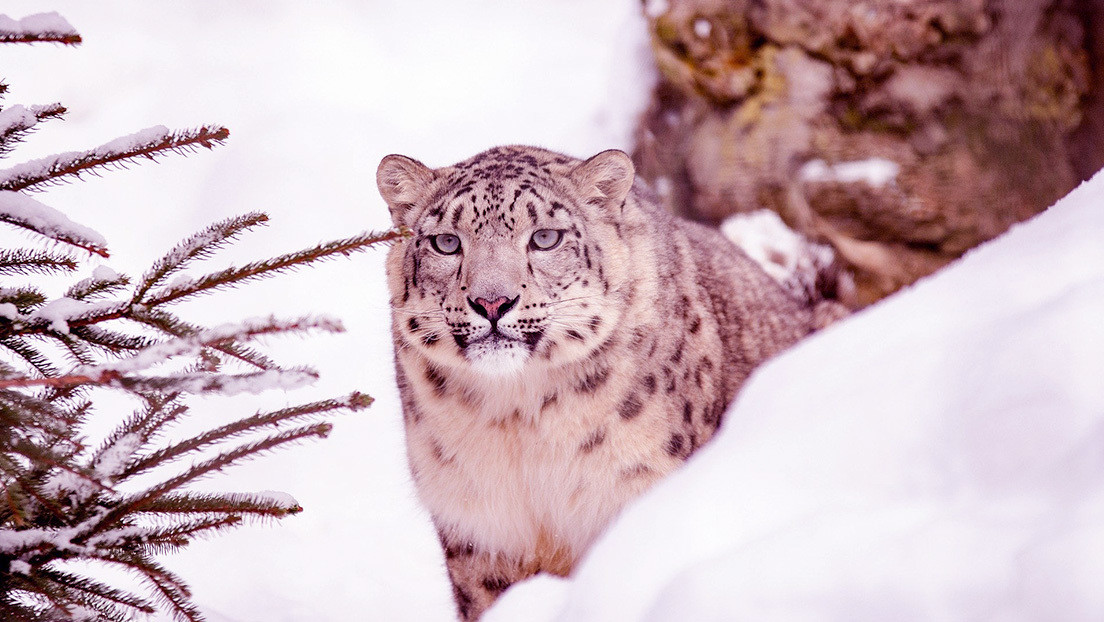 Captan a una pantera rosa paseando por un parque nacional de Rusia (Foto)