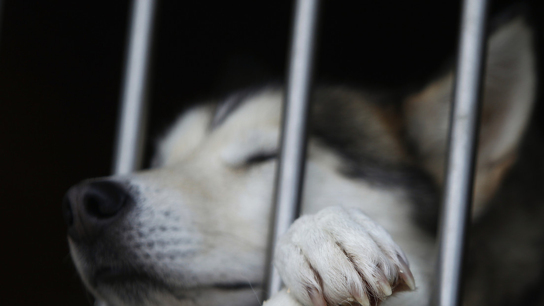 ¡Amigo fiel! Un perro espera a su dueña durante ocho horas en la puerta del trabajo (Fotos)