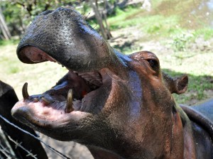¿En qué se parecen los hipopótamos a los narcos?