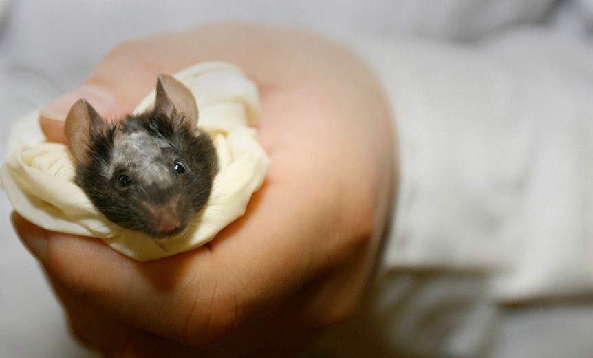 Un chino fallece a causa de hantavirus y desata el pánico: ¿Qué tipo de enfermedad?