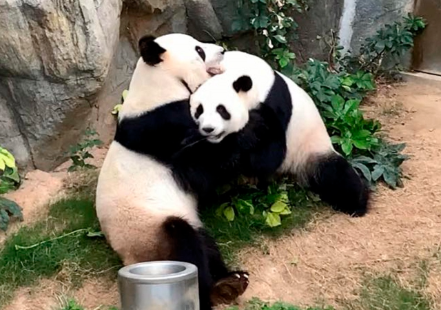 pandas