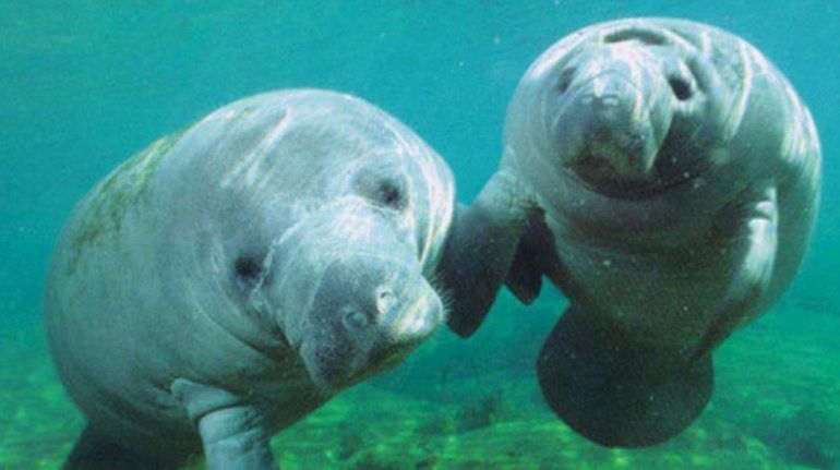 Liberan a dos manatíes en las aguas de los Cayos de Florida