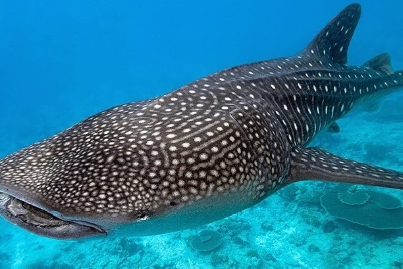 Tiburón ballena gigante es visto en la costa de Florida