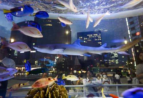 El Centro de Ciencias del Sur de Florida y el Acuario reabrirán el Día de los Caídos