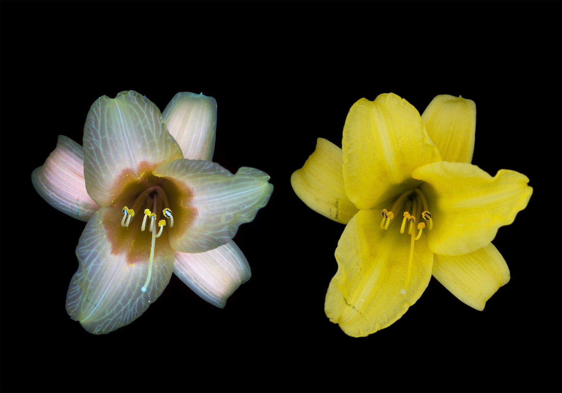 ¡Alucinante! Así se ven las flores bajo luz ultravioleta (FOTOS)