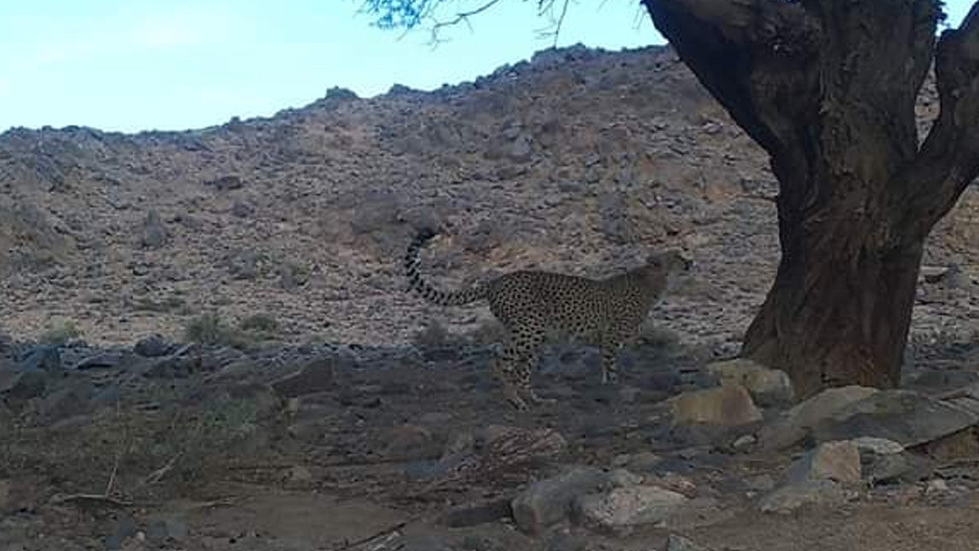 Captan por primera vez en una década a uno de los felinos más sigilosos del mundo (FOTO)