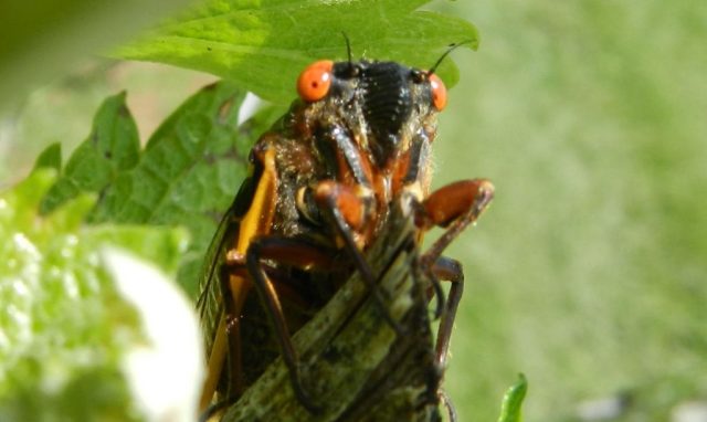 cigarras