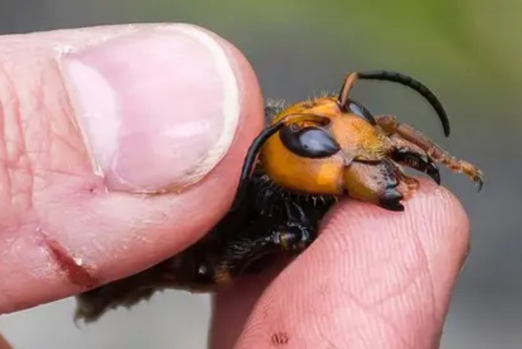 La lucha a muerte entre un ratón y un avispón asesino, el insecto invasor que preocupa a EEUU