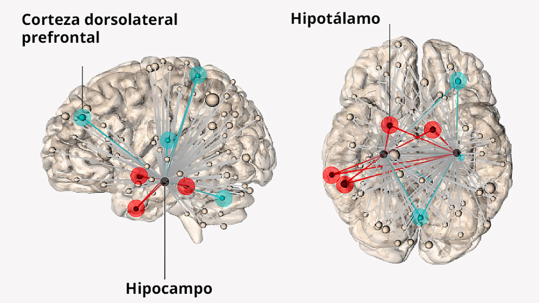 Científicos encontraron el hogar del estrés en el cerebro humano