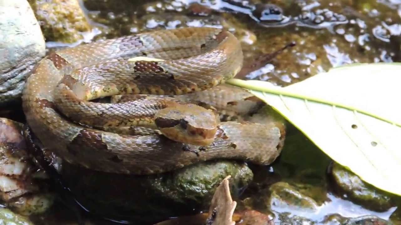 Mapanare mordió a un pequeño de Valera en los genitales: así fue el milagro que salvó su vida