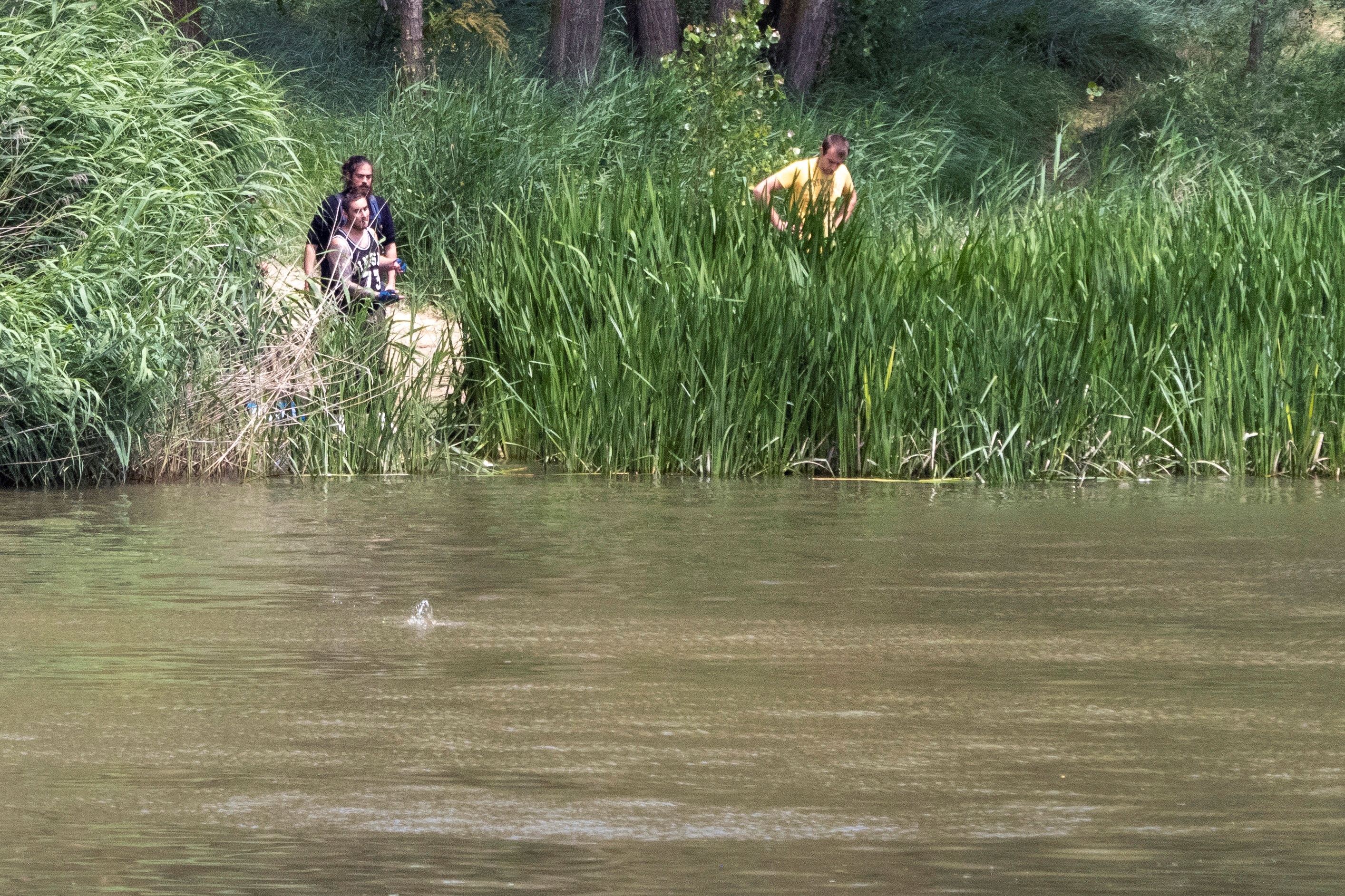 Buscan en un río de España un cocodrilo de 250 kilos