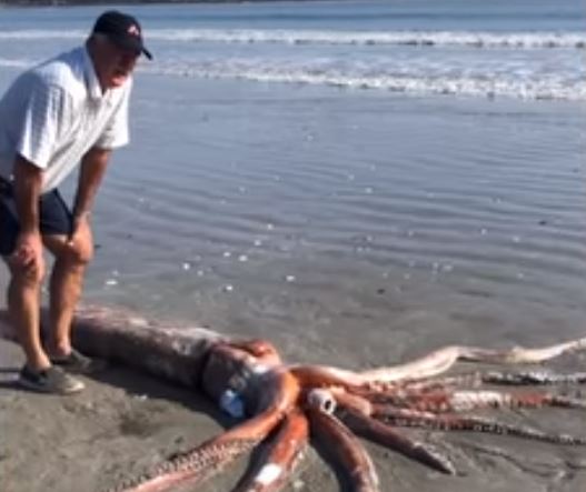Un calamar gigante de tres metros de largo apareció en una playa de Sudáfrica (VIDEO)