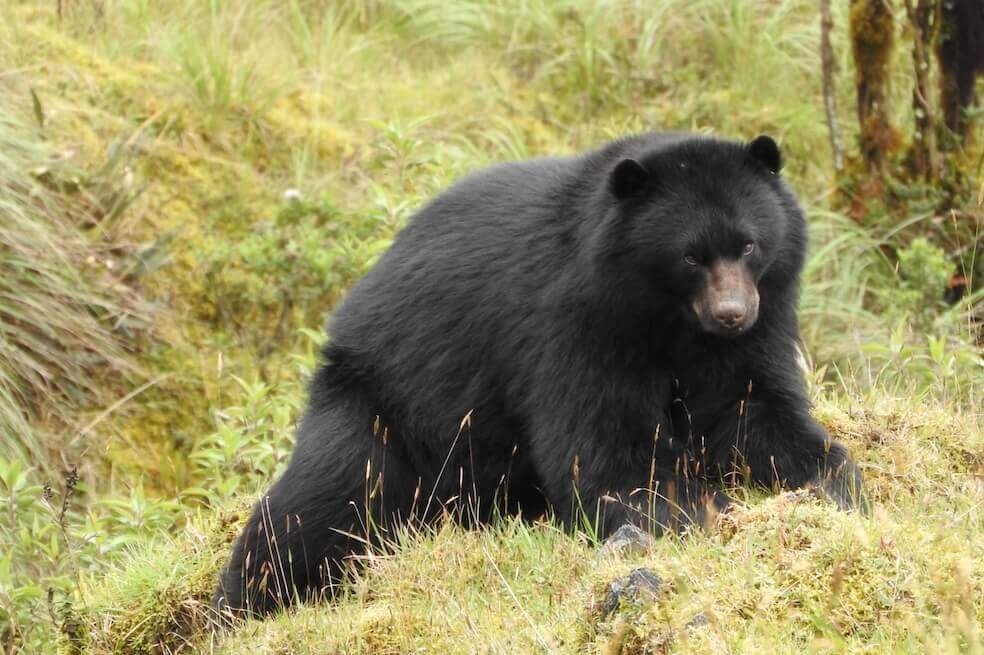 Un santuario de osos resiste a las adversidades en los Andes colombianos